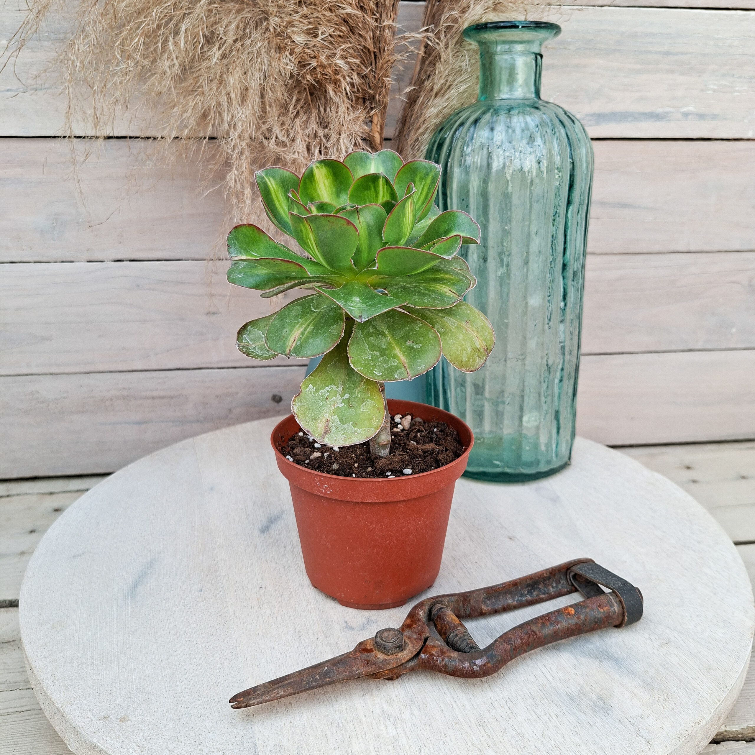 Aeonium 'Zeus Middle' – Image 3