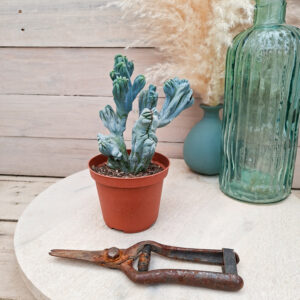 Myrtillocactus geometrizans &lsquo;Strictum&rsquo; cristata