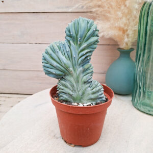 Myrtillocactus geometrizans &lsquo;Strictum&rsquo; cristata