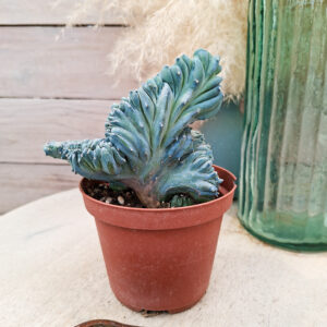 Myrtillocactus geometrizans &lsquo;Strictum&rsquo; cristata