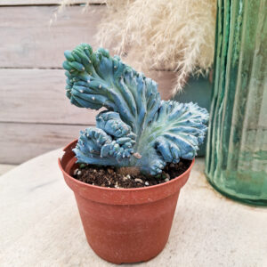 Myrtillocactus geometrizans &lsquo;Strictum&rsquo; cristata