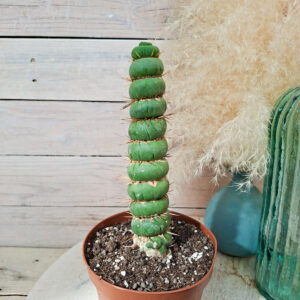 Eulychnia castanea spiralis