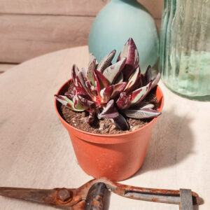 Lenophyllum guttatum variegata