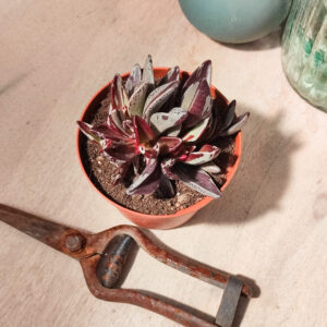 Lenophyllum guttatum variegata