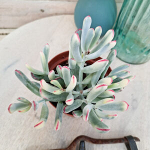 Cotyledon orbiculata &lsquo;Long Leaf&rsquo; variegata
