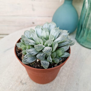 Haworthia cooperi pilifera variegata