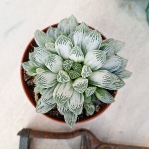 Haworthia cooperi pilifera variegata