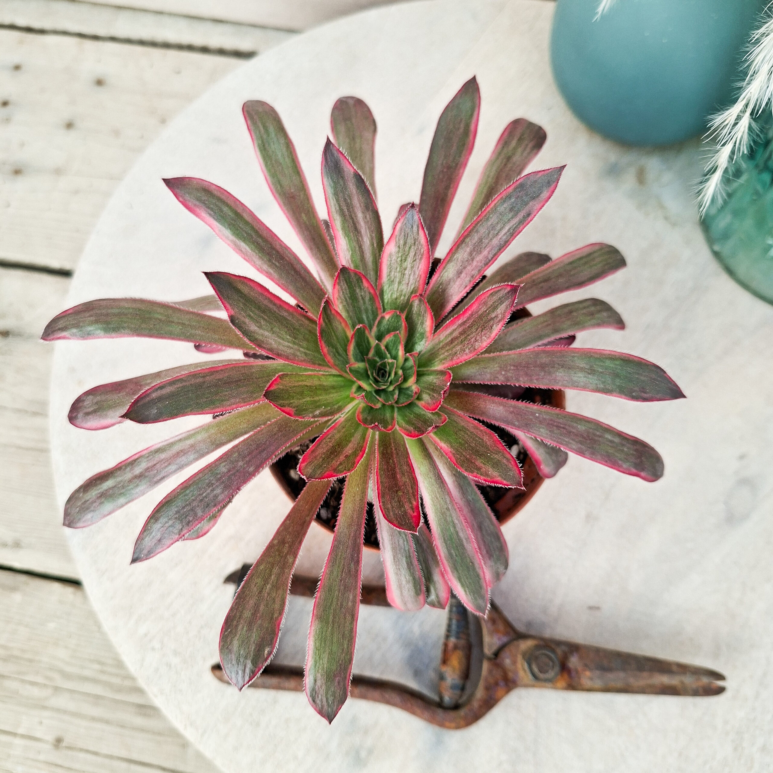 Aeonium 'Peacock' – Image 3