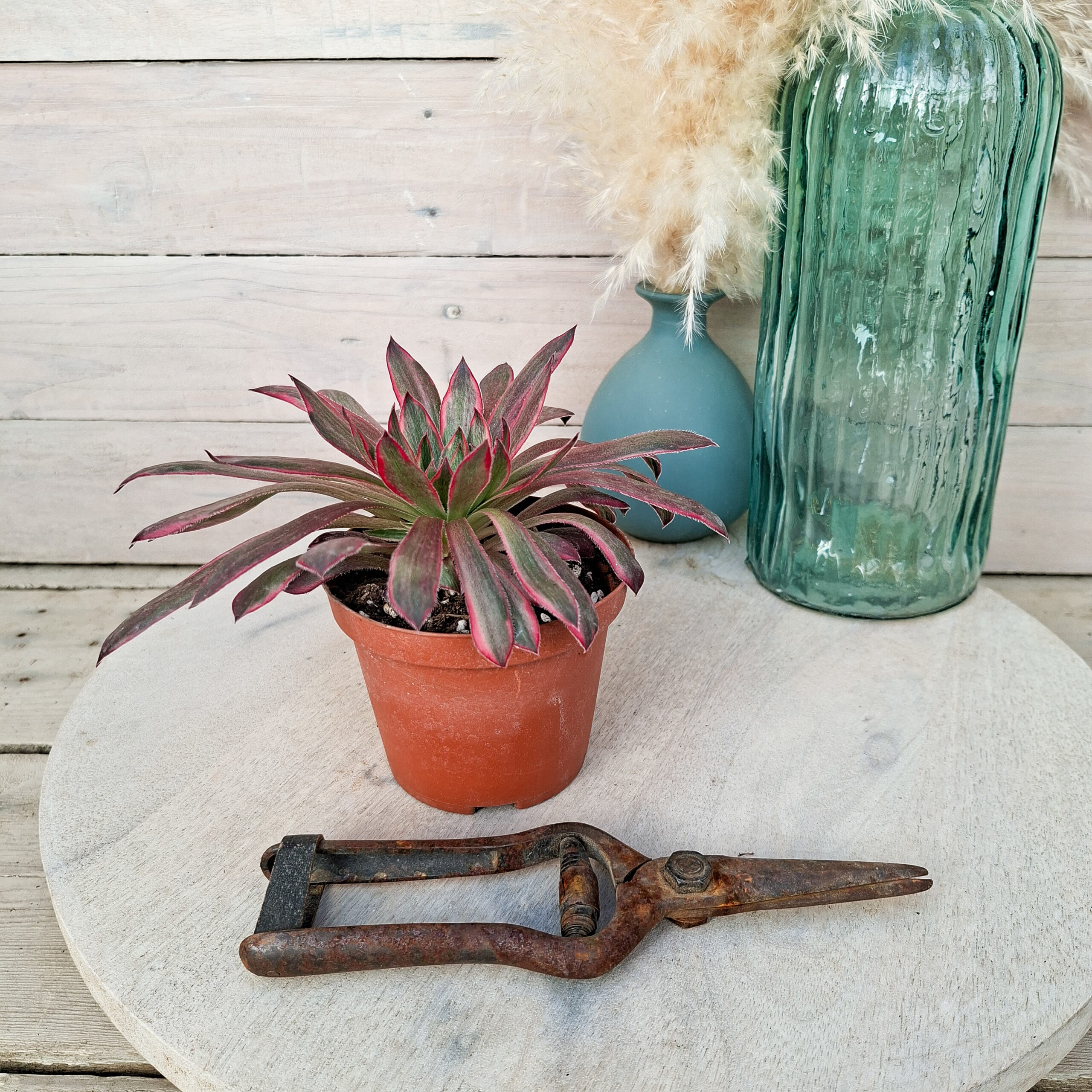 Aeonium 'Peacock' – Image 2