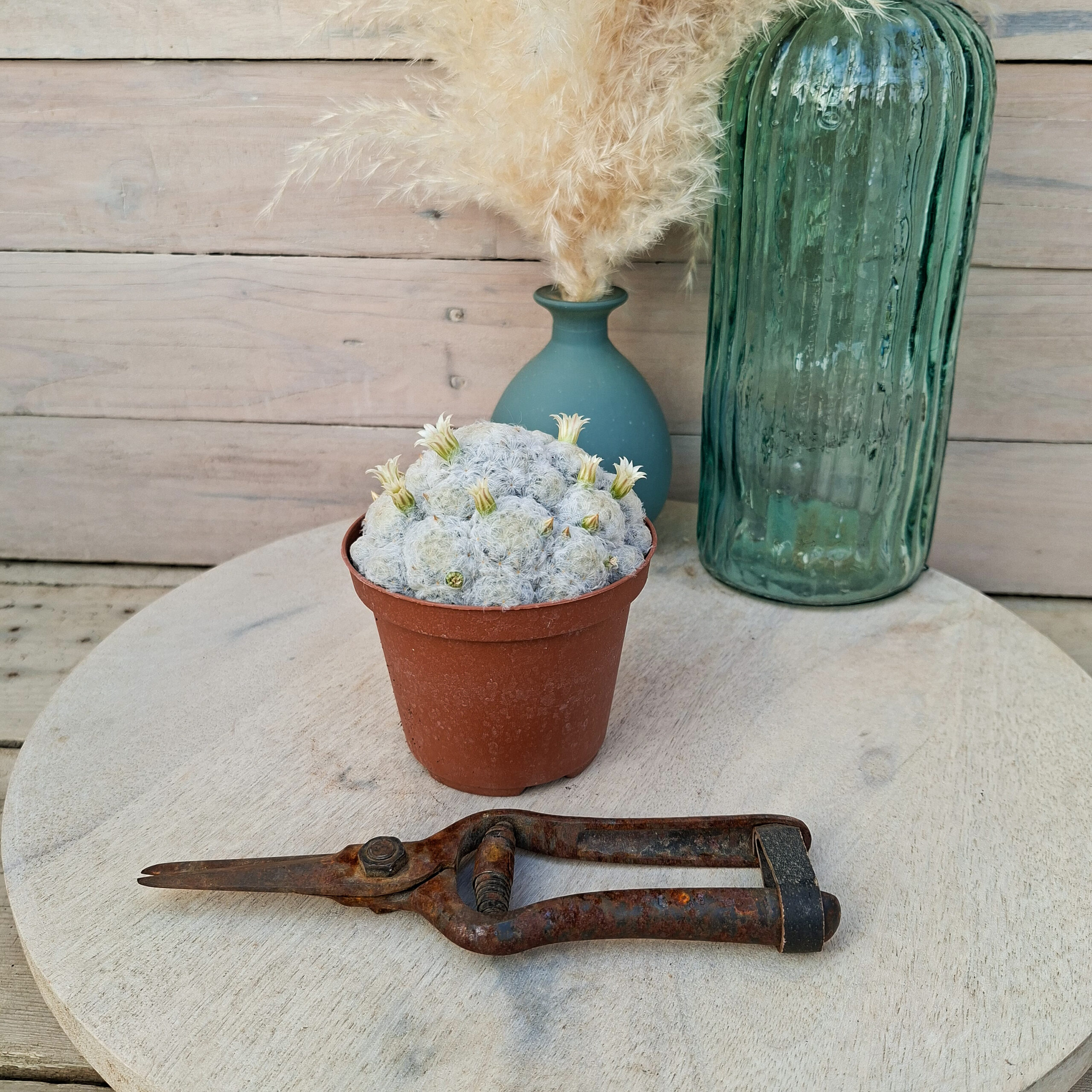 Mammillaria plumosa – Image 3