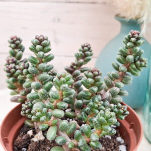 Sedum furfuraceum