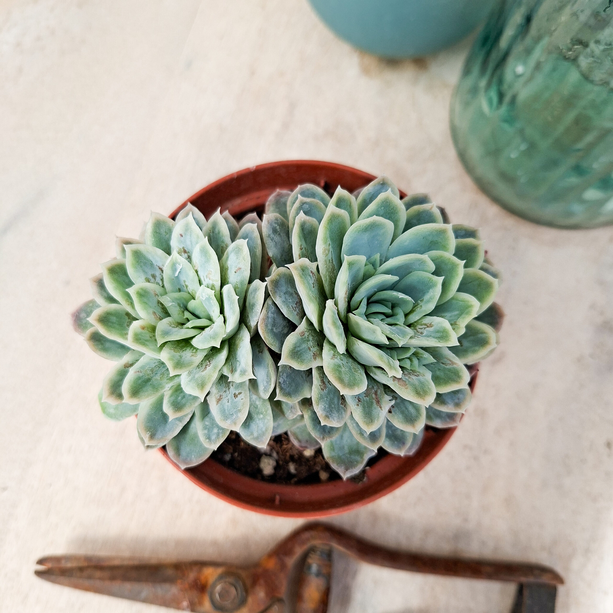 Echeveria elegans f. monstruosa – Image 2