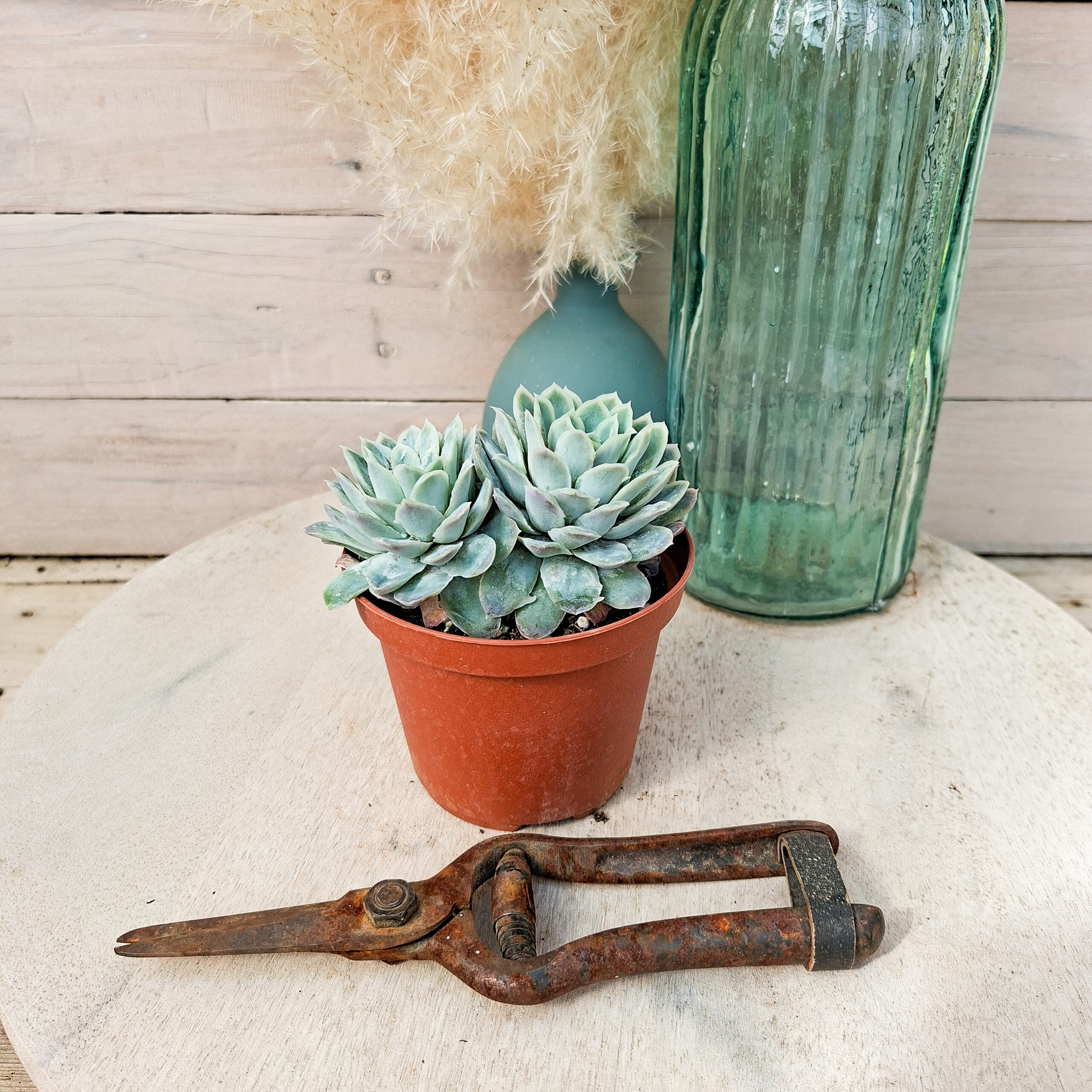 Echeveria elegans f. monstruosa – Image 3