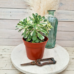 Aeonium &lsquo;Chou&rsquo; pot Ø15 cm