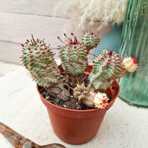 Euphorbe &lsquo;Green Elf&rsquo; variegata