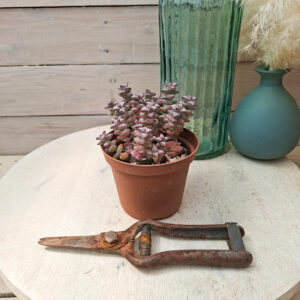 Crassula rupestris subsp rupestris