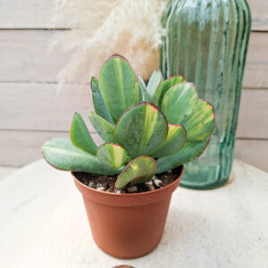 Crassula &lsquo;Blue Bird&rsquo; variegata