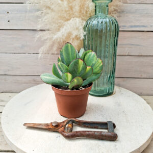 Crassula &lsquo;Blue Bird&rsquo; variegata