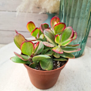 Crassula ovata variegata