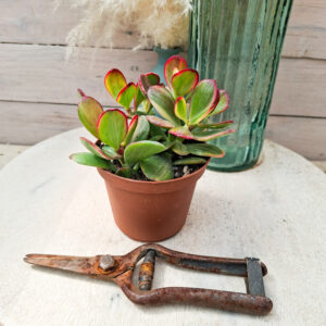 Crassula ovata variegata