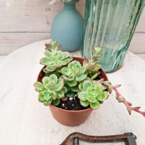 Echeveria &lsquo;Victor&rsquo;