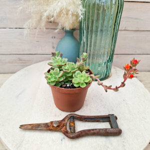 Echeveria &lsquo;Victor&rsquo;