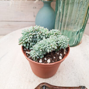 Echeveria &lsquo;Chrissy n Ryan&rsquo; cristata