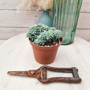 Echeveria &lsquo;Chrissy n Ryan&rsquo; cristata