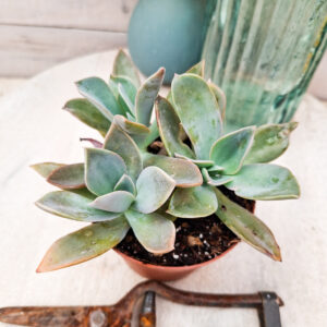 Graptoveria &lsquo;Fred Ives&rsquo;