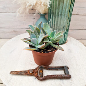 Graptoveria &lsquo;Fred Ives&rsquo;