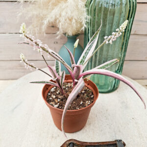 Ledebouria socialis variegata