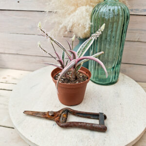 Ledebouria socialis variegata