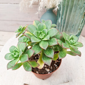 Aeonium &lsquo;Kiwi&rsquo; variegata