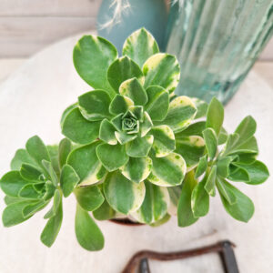 Aeonium &lsquo;Chou&rsquo; pot Ø10 cm