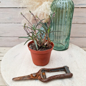 Ledebouria x socialis