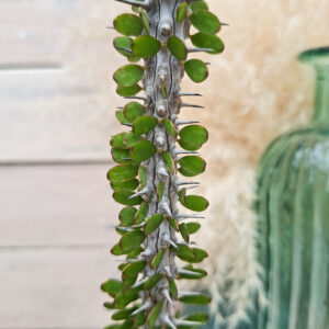 Alluaudia procera