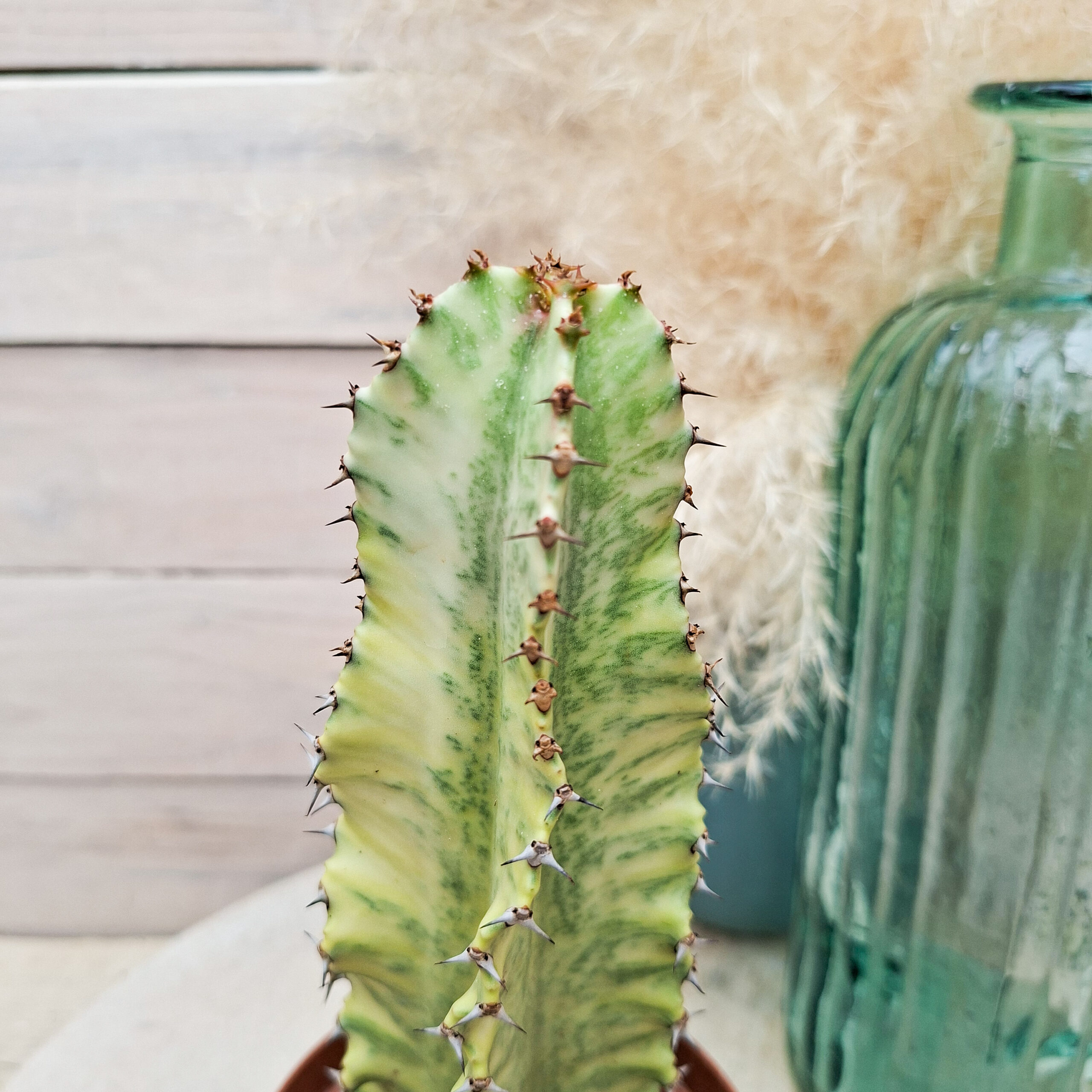 Euphorbe ammak variegata – Image 3