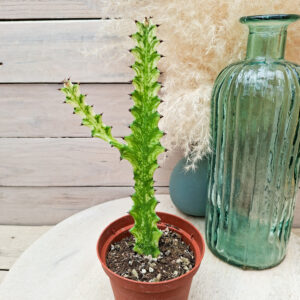 Euphorbe &lsquo;Mint Cream&rsquo;
