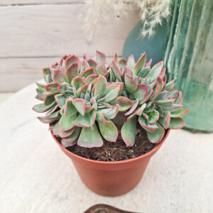 Echeveria &lsquo;Luella&rsquo; cristata