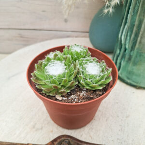 Sempervivum arachnoideum