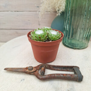 Sempervivum arachnoideum