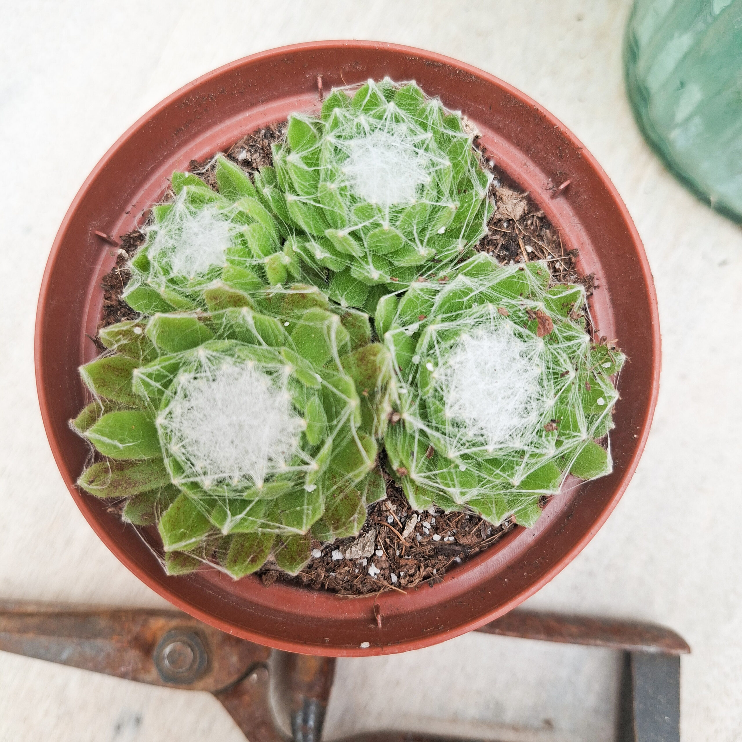Sempervivum arachnoideum – Image 3