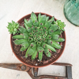 Sempervivum ‘Oddity’