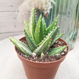 Aloe perfoliata ‘Variegata’
