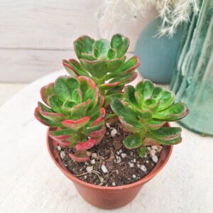 Echeveria multicaulis