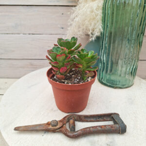 Echeveria multicaulis