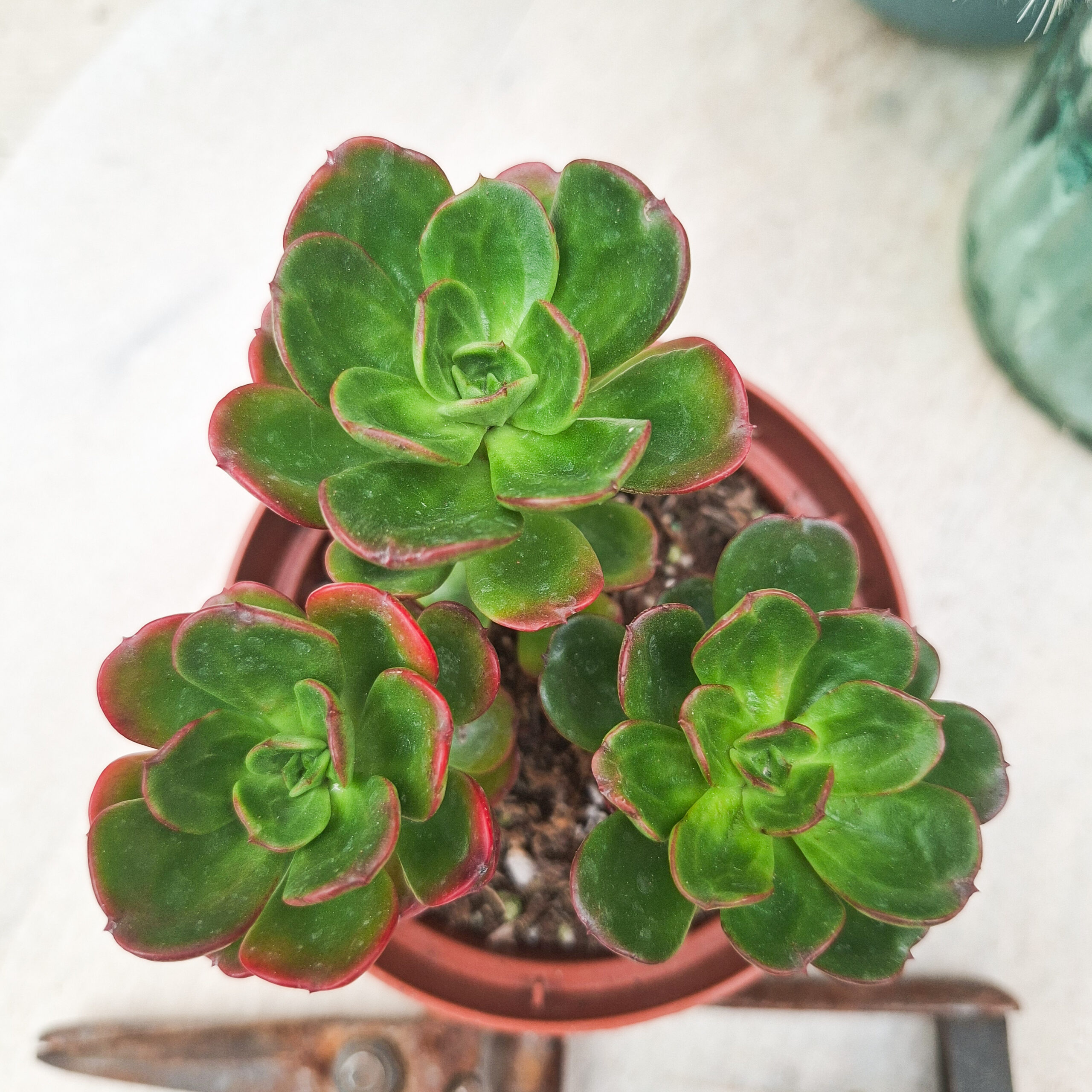 Echeveria multicaulis – Image 3