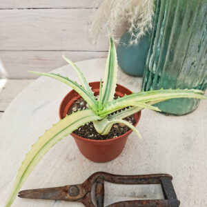 Aloe arborescens &lsquo;Variegata&rsquo;