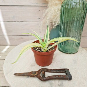 Aloe arborescens &lsquo;Variegata&rsquo;