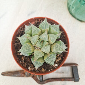 Haworthia pygmaea var. acuminata